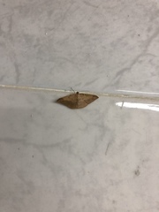 Pseudonadagara semicolor