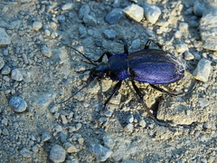 Carabus regalis