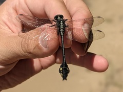 Gomphurus ventricosus