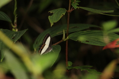 Oressinoma typhla typhla