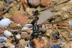 Gomphurus ventricosus