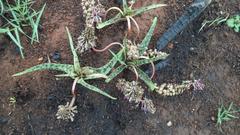 Ledebouria luteola
