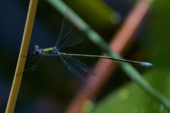 Lestes vigilax