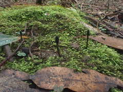 Geoglossum australe