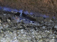 Fusigobius inframaculatus