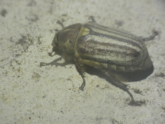 Anoxia matutinalis