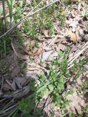 Triodanis biflora