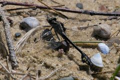 Gomphurus ventricosus