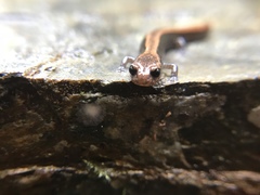 Plethodon elongatus