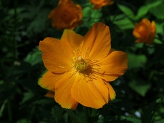 Trollius asiaticus