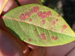 Septoria albopunctata