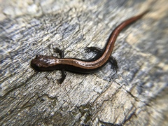 Plethodon elongatus