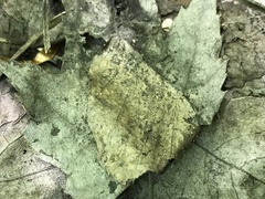 Hymenoscyphus albopunctus