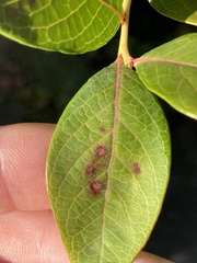 Septoria albopunctata