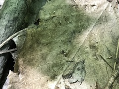 Hymenoscyphus albopunctus