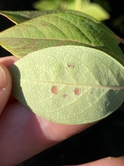 Septoria albopunctata