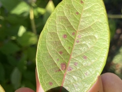 Septoria albopunctata