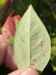 Septoria albopunctata
