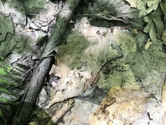 Hymenoscyphus albopunctus