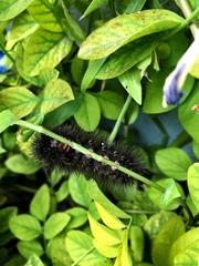 Hypercompe scribonia