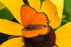 Lycaena dispar