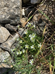 Mononeuria groenlandica