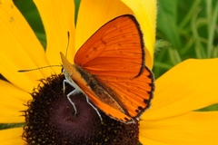 Lycaena dispar