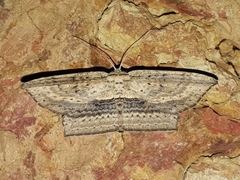 Phalacra vidhisara
