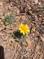 Amblyolepis setigera