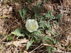 Calystegia collina venusta