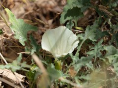 Calystegia collina venusta