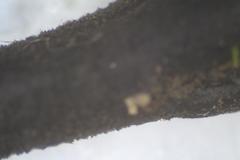 Geoglossum australe