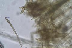 Geoglossum australe