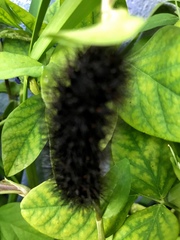 Hypercompe scribonia