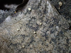 Hymenoscyphus albopunctus