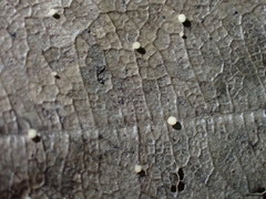 Hymenoscyphus albopunctus