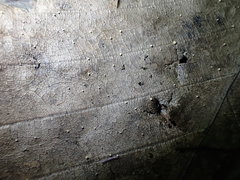 Hymenoscyphus albopunctus