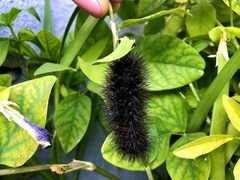 Hypercompe scribonia