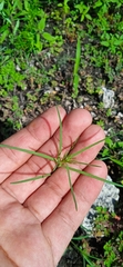 Porophyllum linaria