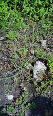 Porophyllum linaria