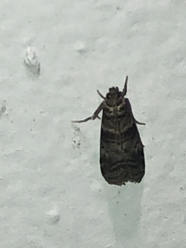 Sweetgum Leafroller Moth photo 5