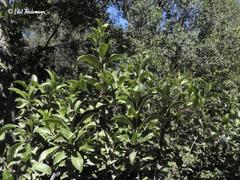 Hydrangea serratifolia