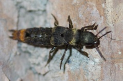 Platydracus incognitus