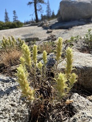Castilleja nana