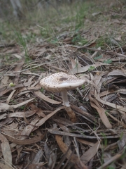 Fungi