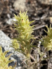 Castilleja nana