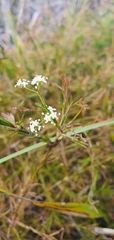 Platysace