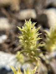 Castilleja nana