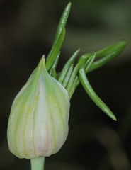 Allium canadense canadense