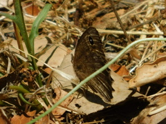 Cercyonis pegala boopis
